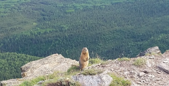 cima de la colina, roedor, naturaleza, Marmot, al aire libre, paisaje, montaña, césped, roca, salvaje