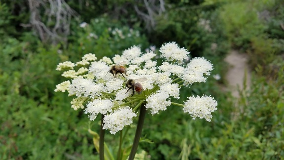 abelha, voo, inseto, polinização, flores silvestres, planta, natureza, flor, erva, Verão