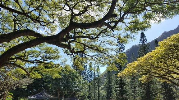 Ramos, Parque Nacional, sombra, raio de sol, árvores, madeira, árvore, Outono, natureza, paisagem