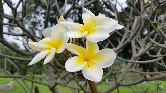 shrub, tropical, white flower, flower, nature, plant, frangipani, exotic, garden, leaf