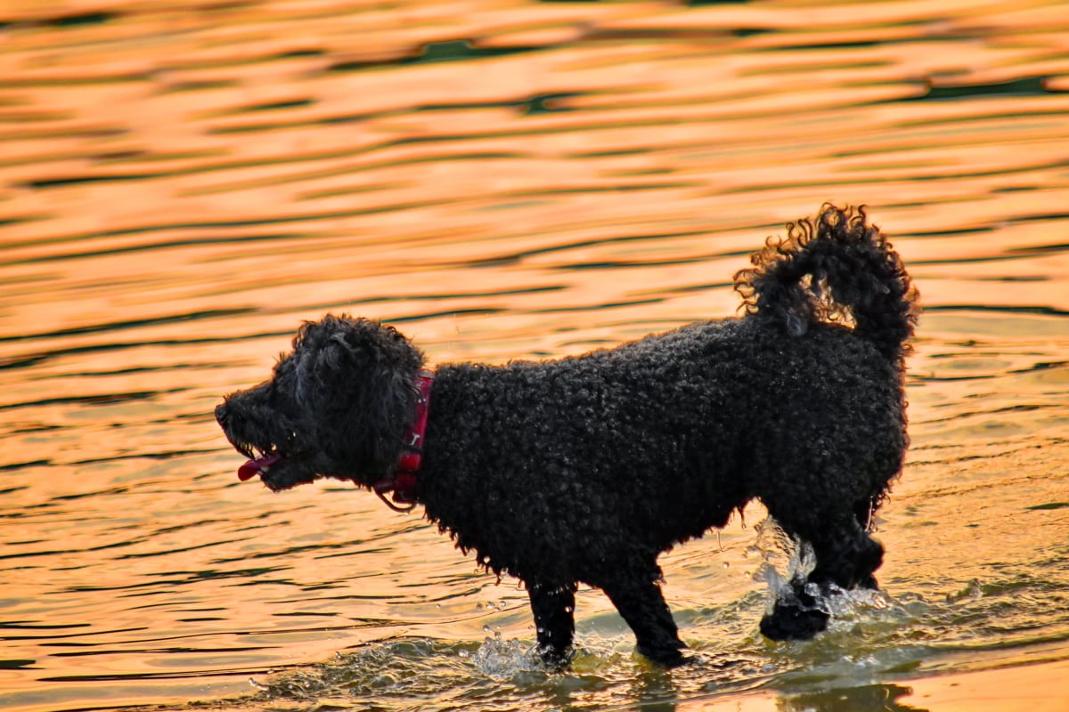 anjing, Splash, matahari terbenam, air, hewan peliharaan, hewan, anjing, basah, refleksi, Manis