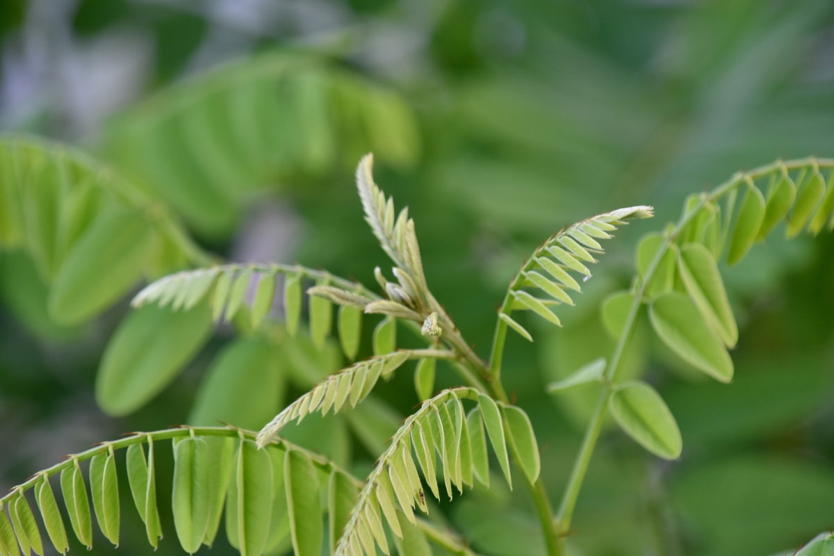 green leaves, tree, flora, forest, plant, nature, leaf, leaves, summer, upclose