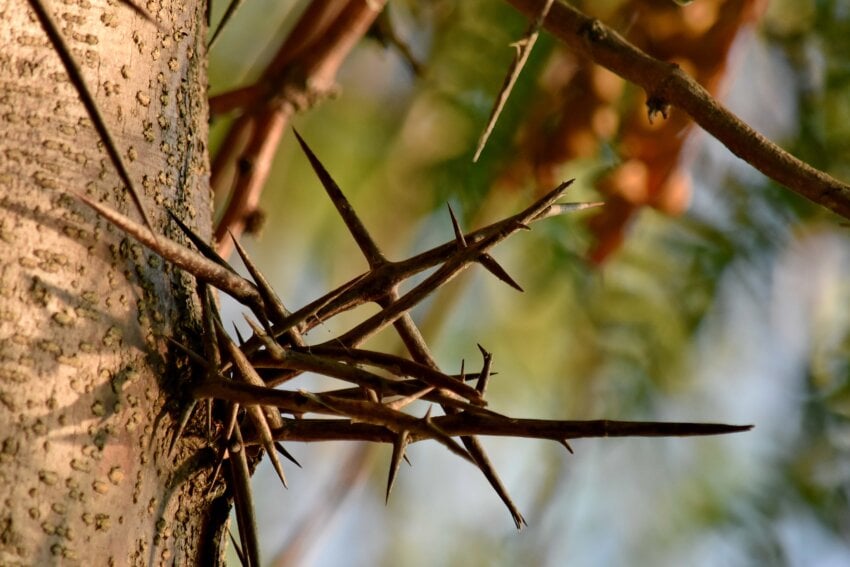 Gratis Afbeelding Detail Scherp Boom Tak Natuur Blad Buitenshuis