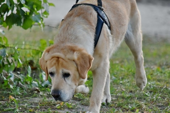 hunting dog, labrador, running, yellowish brown, pet, dog, animal, cute, grass, fur