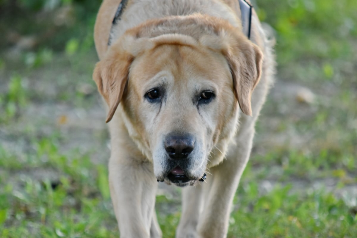 pes, vedúci, Labrador, portrét, žltkasto hnedé, zviera, psie, šteňa, domáce zviera, milý