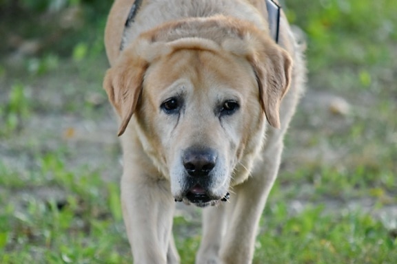 hond, hoofd, Labrador, portret, geelachtig bruin, dier, hoektand, puppy, huisdier, schattig