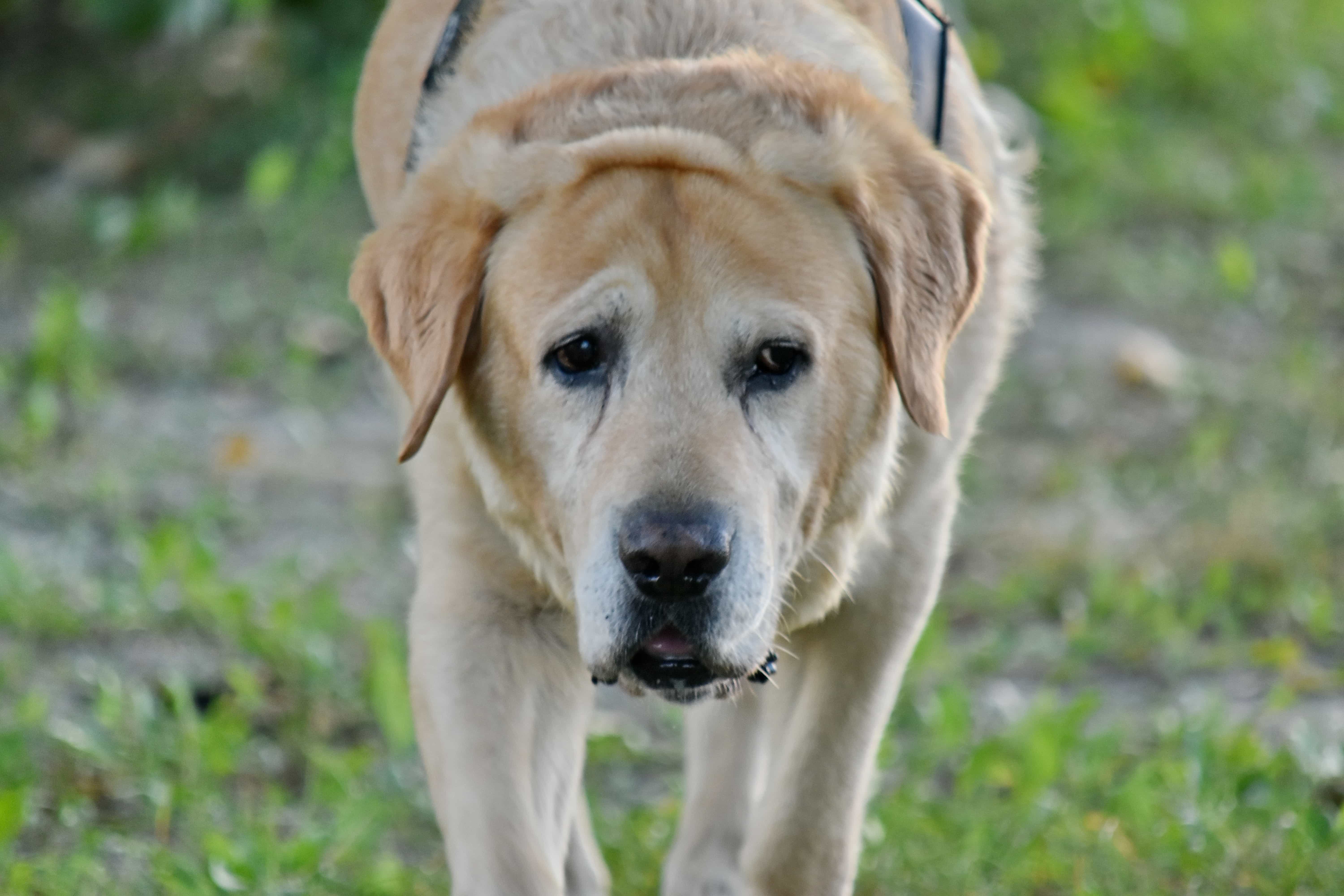 フリー写真画像 犬 Head ラブラドール 縦方向 黄色がかった茶色 動物 犬 子犬 ペット かわいい