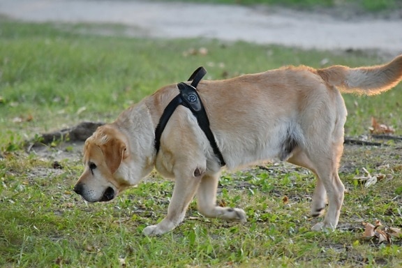 cute, hunting dog, pet, dog, canine, grass, retriever, animal, puppy, fur