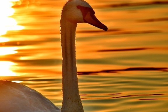 beautiful photo, close-up, head, neck, portrait, side view, silhouette, sunset, swan, aquatic bird