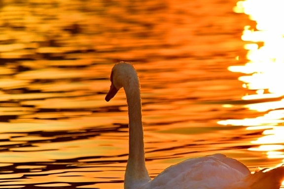 horizon, reflection, sunset, swan, swimming, bird, wildlife, aquatic bird, water, waterfowl