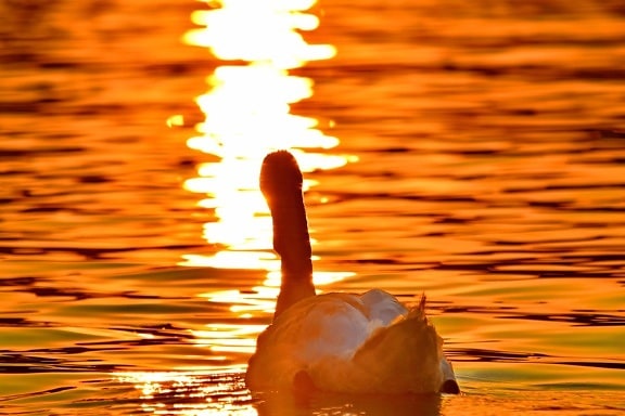 beautiful, sunrays, sunset, swan, water, dawn, waterfowl, bird, reflection, sun
