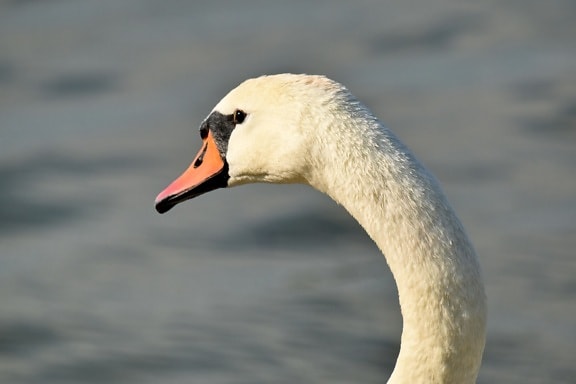 elegance, neck, side view, swan, aquatic bird, wildlife, waterfowl, feather, water, bird