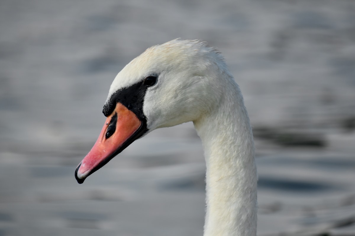 neck, portrait, side view, swan, waterfowl, wildlife, bird, aquatic bird, beak, feather