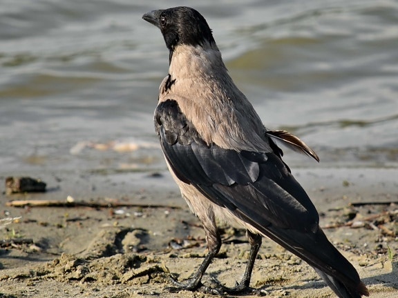 Ravens y cuervos
