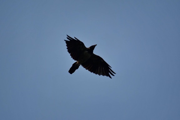 blue sky, flying, flyover, raven, wings, wildlife, crow, bird, flight, nature