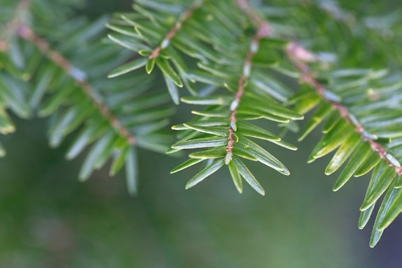 blur, branches, conifers, green leaf, winter, tree, nature, branch, plant, upclose