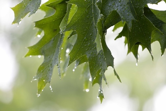 detaliu, frunze verzi, ploaie, picătură de ploaie, timp de primăvară, soare, stejar, pădure, natura, plante