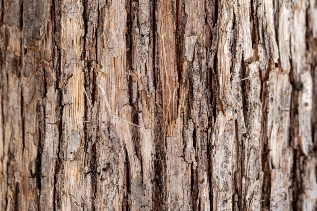 internacional falso grandioso Imagen gratis: ladrar, Hickory, marrón claro, madera, áspero, madera,  antiguo, textura, madera dura, madera