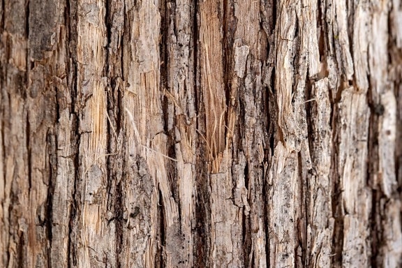 abbaiare, Hickory, marrone chiaro, legname, grezzo, legno, vecchio, trama, legno duro, in legno