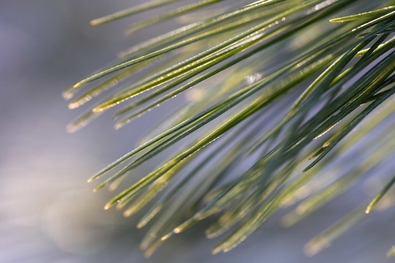 sunshine, blur, pine, winter, tree, nature, evergreen, conifer, bright, branch