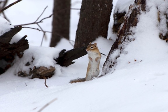 rodent, snow, squirrel, wildlife, winter, cold, tree, weather, frozen, wood