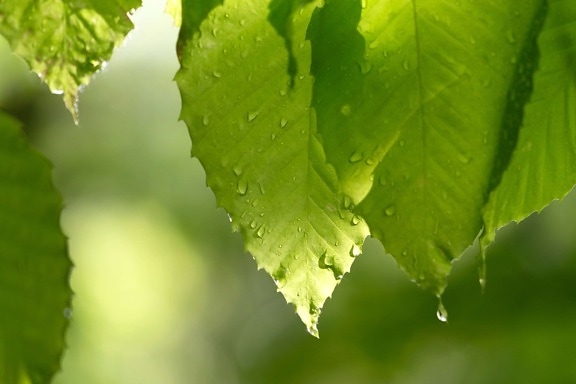 chlorophyll, droplets, green leaves, greenish yellow, moisture, rain, raindrop, tree, nature, spring