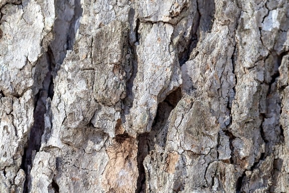 clôture, texture, bois, surface, Rough, arbre, écorce, tronc, vieux, tissu