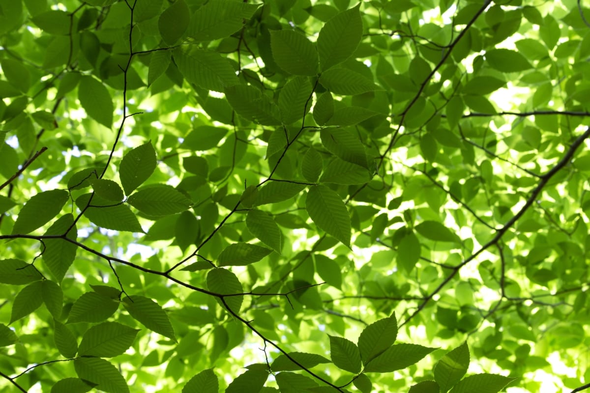 branches, chlorophyll, ecology, forest, green leaves, shadow, spring time, plant, leaf, fair weather