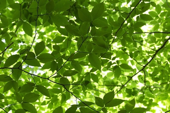 branches, chlorophyll, ecology, forest, green leaves, shadow, spring time, plant, leaf, fair weather