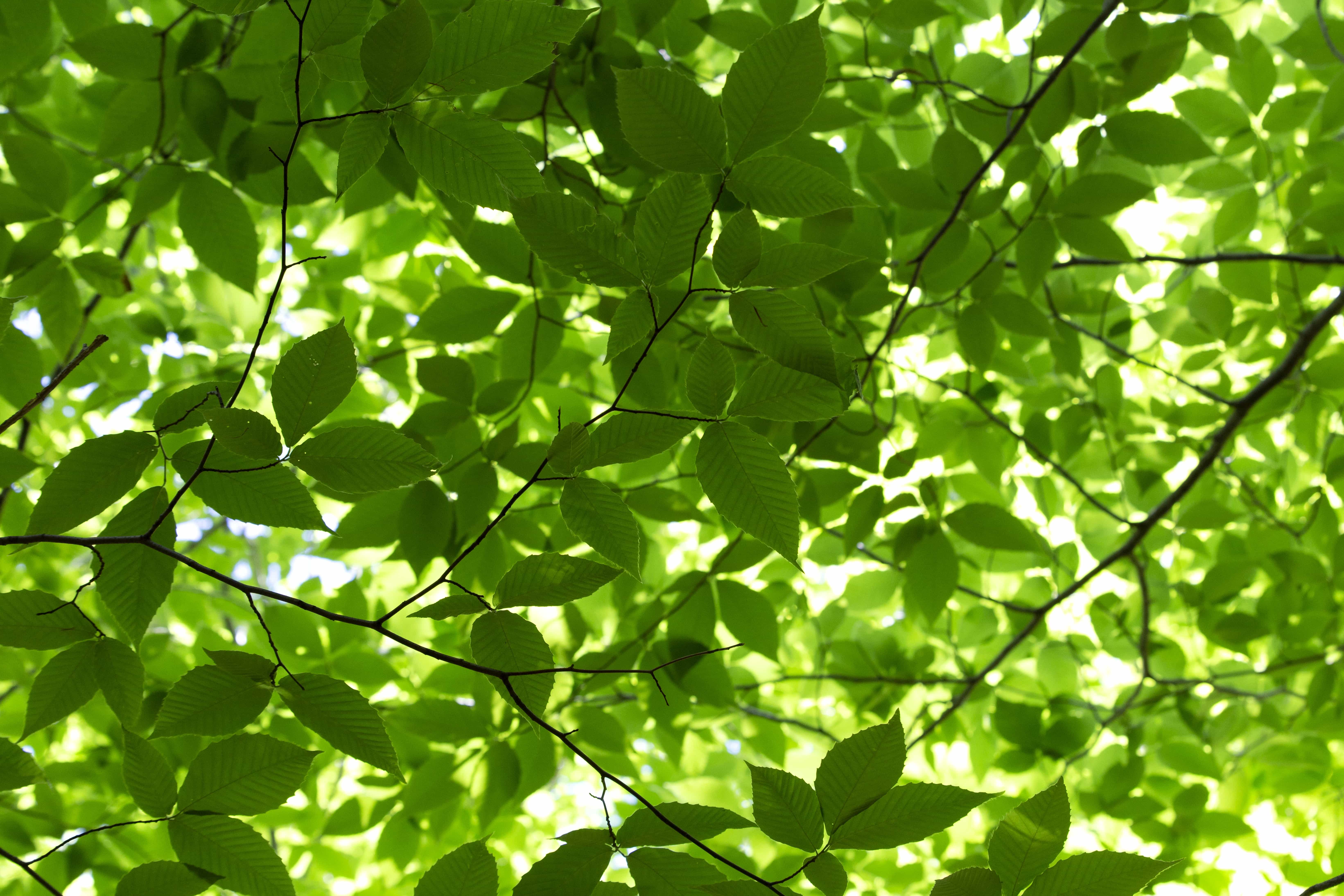 Free picture: branches, chlorophyll, ecology, forest, green leaves, shadow,  spring time, plant, leaf, fair weather