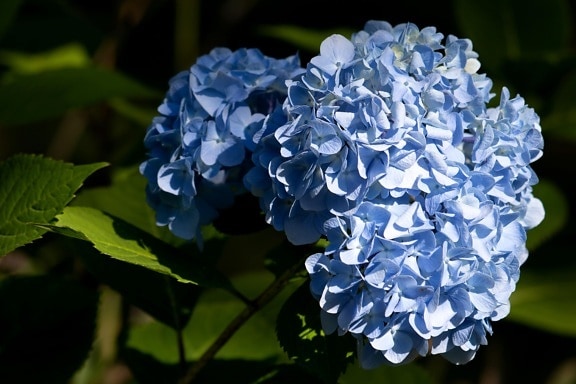 blå, lilla, anlegget, hortensia, blad, blomst, busk, natur, flora, hage