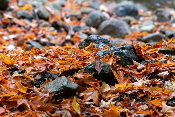 podzimní sezóna, období sucha, pozemní, kameny, Příroda, javor, list, venku, sezóny, dřevo
