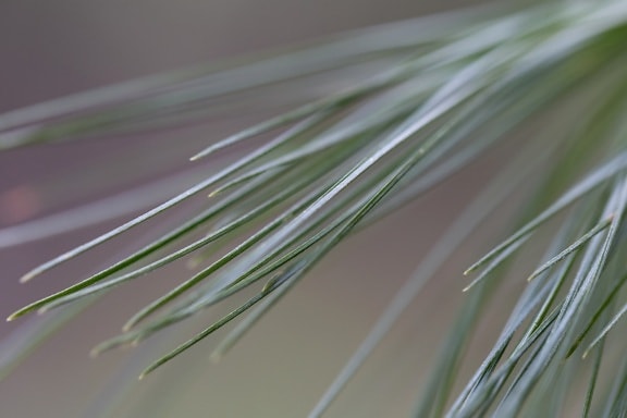 branches, chlorophyll, conifers, green leaves, pine, white spruce, design, blur, nature, color