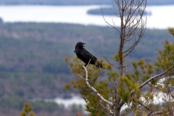 black bird, crow, wildlife, nature, bird, outdoors, tree, animal, raven, wild