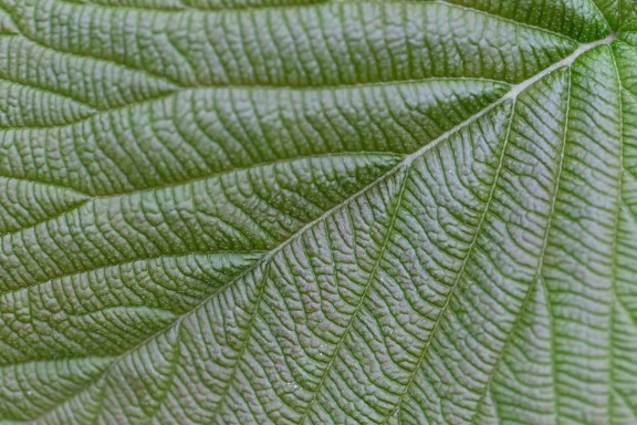 chlorophyll, details, green leaf, organism, vein, leaf, texture, pattern, nature, flora