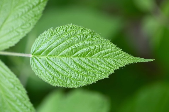 blurry, detail, details, green leaves, horizontal, mint, nature, herb, tree, leaf