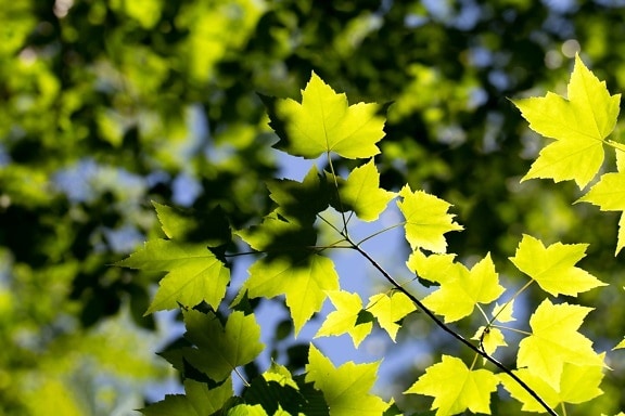 floresta, folhas verdes, amarelo esverdeado, Carvalho, árvore, natureza, colza, folhas, brilhante, folha