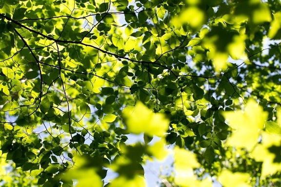 branches, green leaves, sunrays, yellow leaves, yellowish, sun, leaves, tree, branch, forest