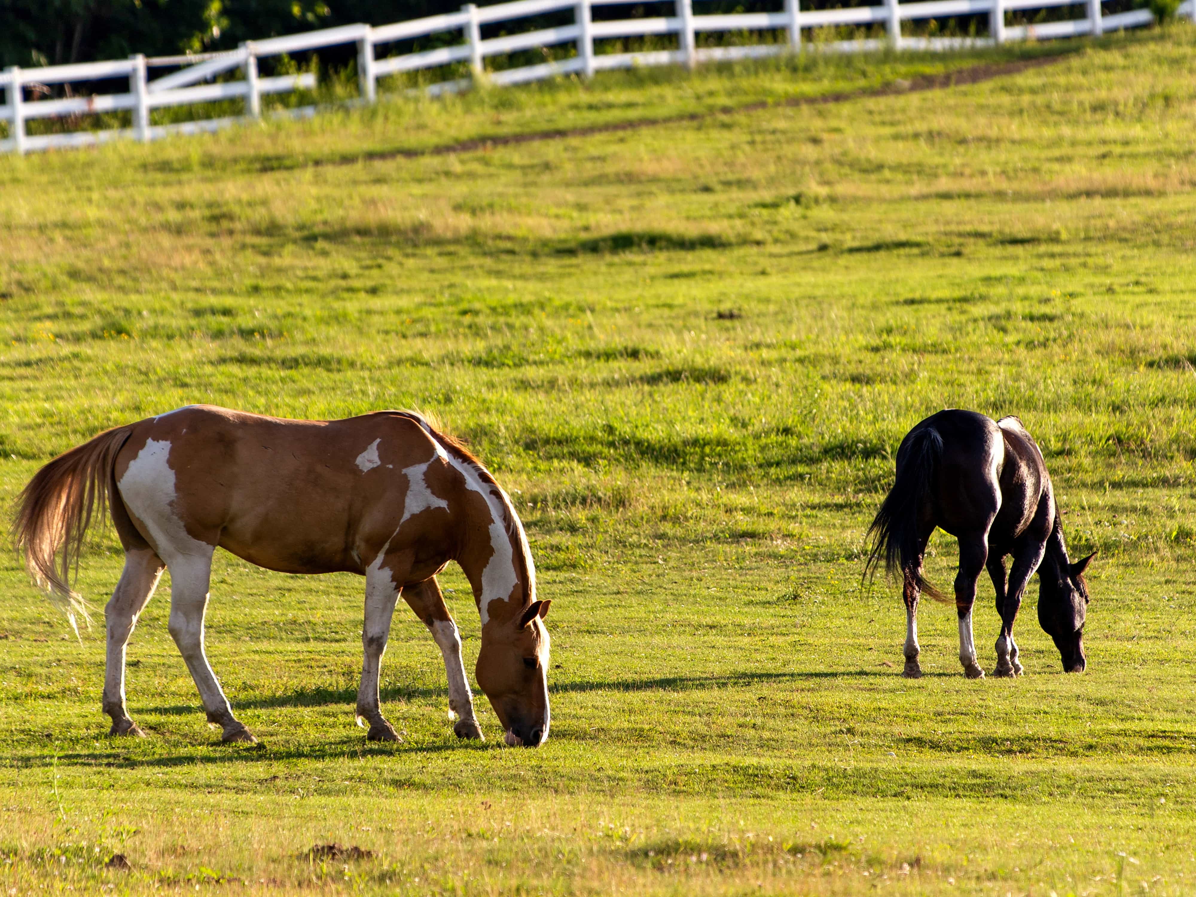 Free Picture Farmland Grazing Horses Farm Grass Animal Cavalry