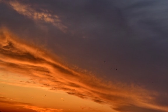 鳥, 今晩, サンセット, 雰囲気, ランドス ケープ, 雲, 太陽, 夜明け, 夕暮れ, 自然