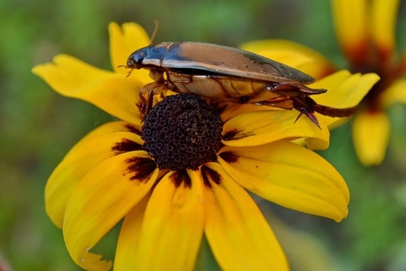 beetle, details, garden, wildflower, animal, beautiful flowers, biology, bloom, blooming, blossom
