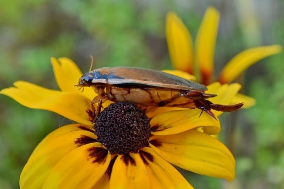 belle image, Beetle, en détail, pistil, animal, arthropode, belles fleurs, biologie, Floraison, Blooming
