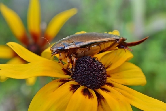 Beetle, fermer, tête, insecte, animal, arthropode, belles fleurs, biologie, Floraison, Blooming