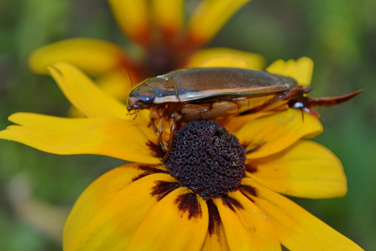 kumbang, bunga, putik, hewan, artropoda, bunga-bunga indah, Biologi, mekar, mekar, mekar