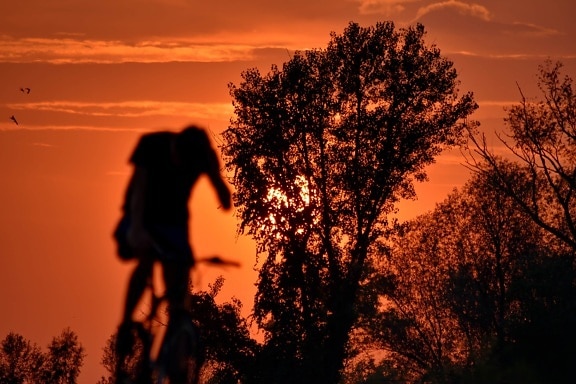 велосипед, тінь, силует, Захід сонця, дерева, Світанок, дерево, сонце, зірка, підсвічуванням