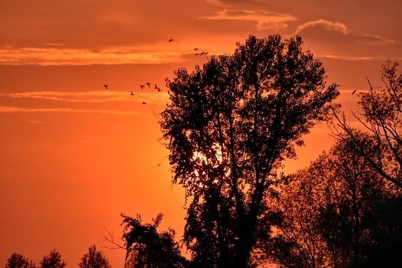 birds, evening, silhouette, sun, sunset, tree, star, dawn, landscape, dusk