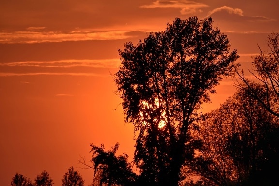 beautiful photo, silhouette, summer season, sunset, trees, landscape, dawn, star, sun, tree