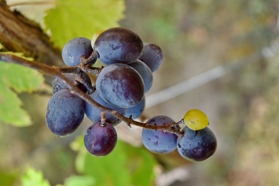 bleu, les raisins, Grapevine, organique, feuille, nature, vignoble, à l’extérieur, raisin, vigne