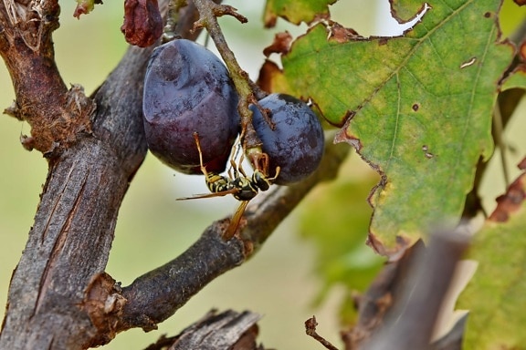 Grapevine, insecte, guêpe, arbre, fruits, nature, feuille, alimentaire, vigne, vin