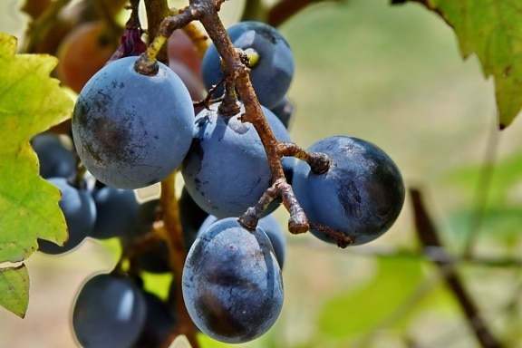 les raisins, Grapevine, organique, vigne, raisin, feuille, à l’extérieur, nature, fruits, vignoble